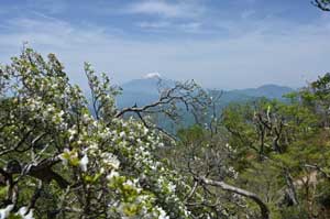 山北観光協会