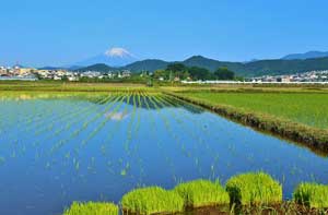 平塚観光協会